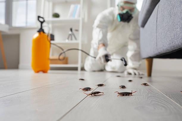 Affordable Termite Control solutions in Carpinteria, CA